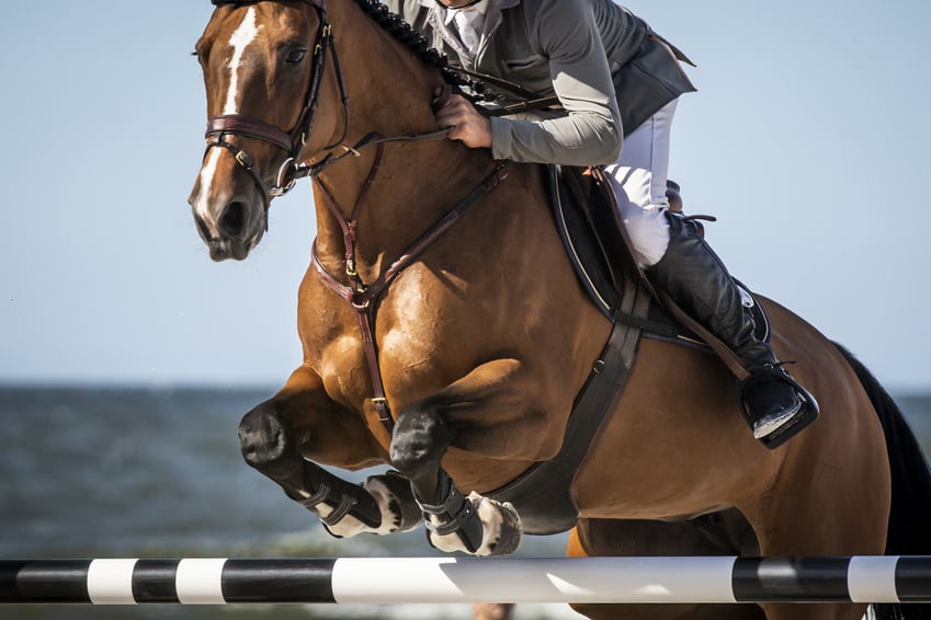 Horse Jumping, Equestrian Sports, Show Jumping themed photo.